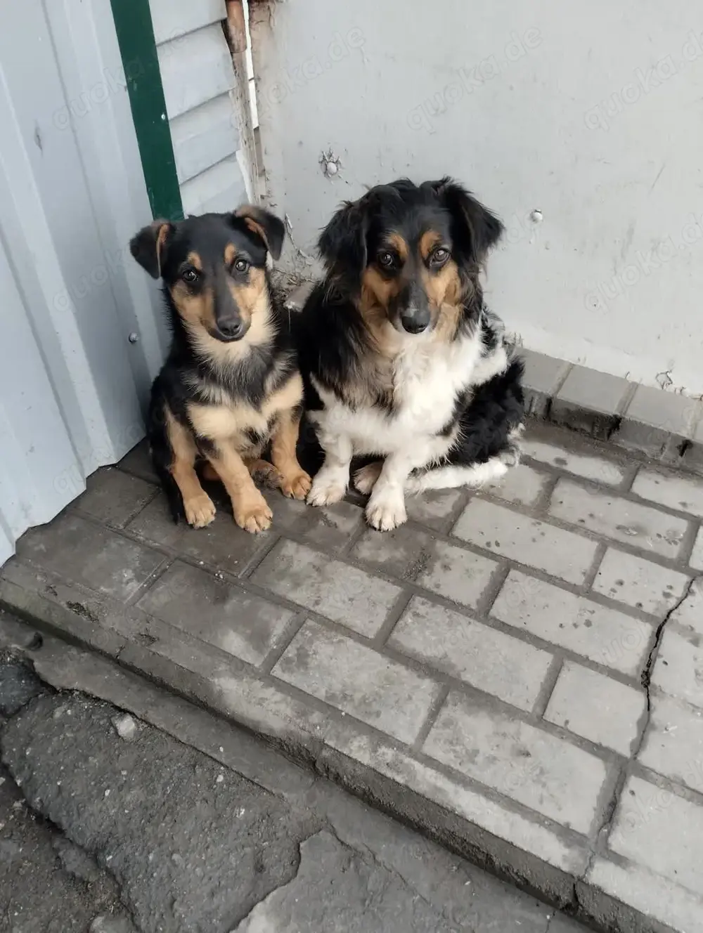 Kudra, eine freundliche, ruhige Hündin. 