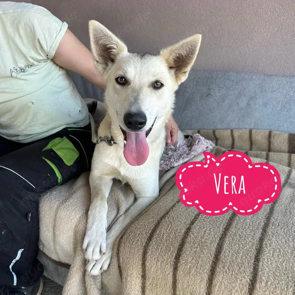 Vera, junge und verschmuste Mischlingshündin, Siberian Husky