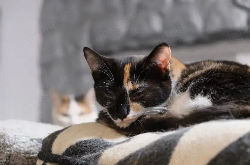 Finja sucht Zuhause mit Freigang