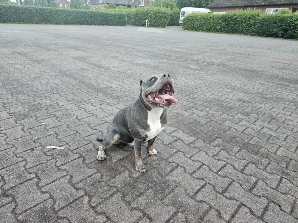 American bully rüden American bully rüden