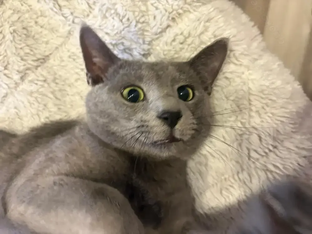Wunderschöner Russisch Blau Deckkater mit Stammbaumgetestet