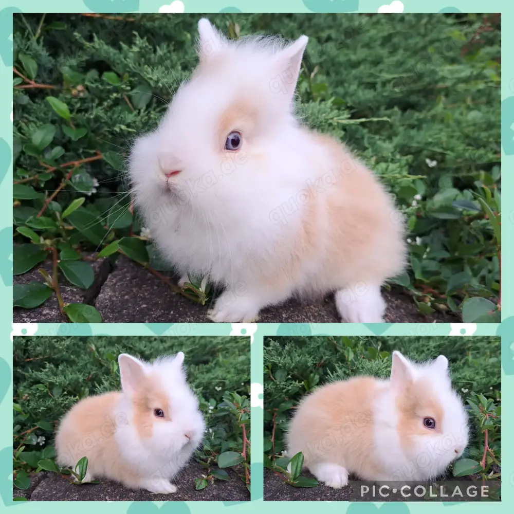 Löwenköpfchen MM Babys Löwenzwerg Farbenzwerg Zwergkaninchen Kaninchen Hase