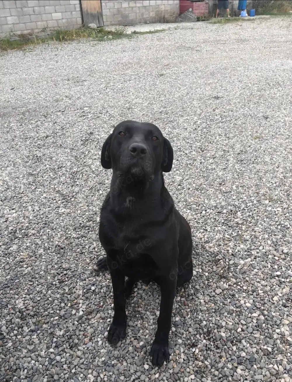 Nero   liebevoller Labbi-Mix mit treuem Herzen