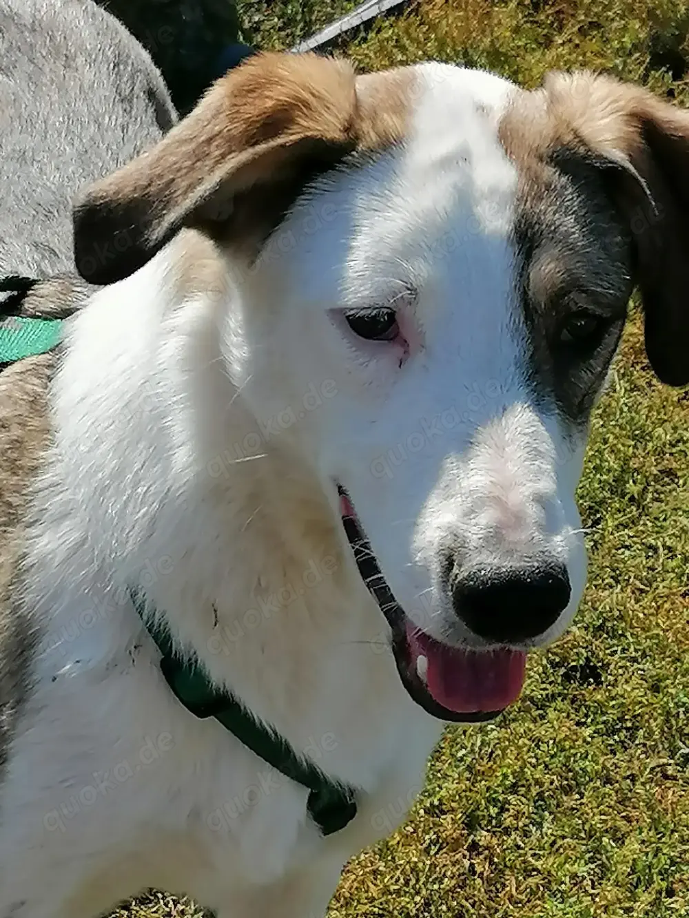 SINJA - wo darf sie glücklich werden? (wartet in Rumänien)