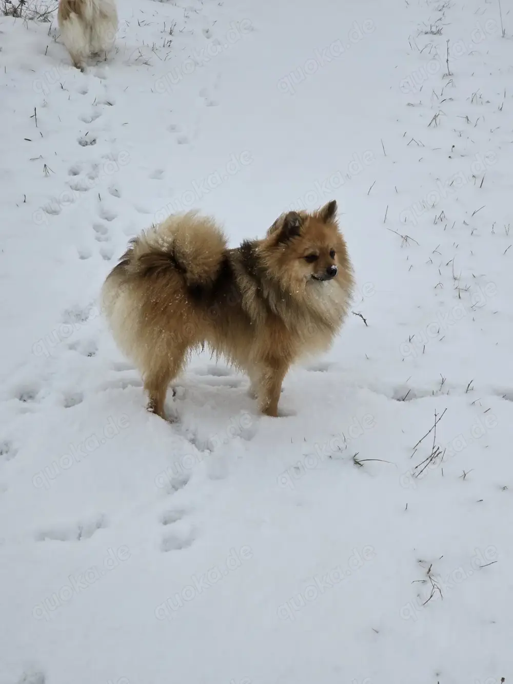 Kleinspitz Deckrüde - kein Verkauf