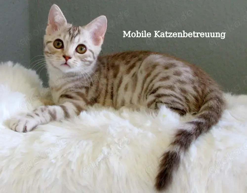 Mobile, Katzen.- und Hundebetreuung