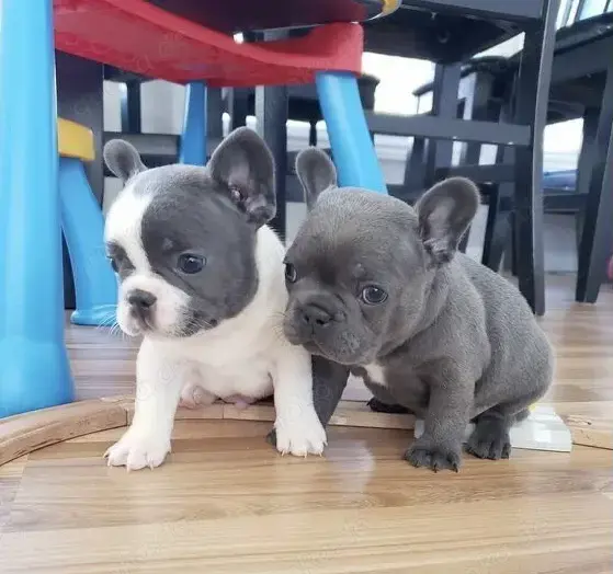 Französische Bulldoggen Welpen 