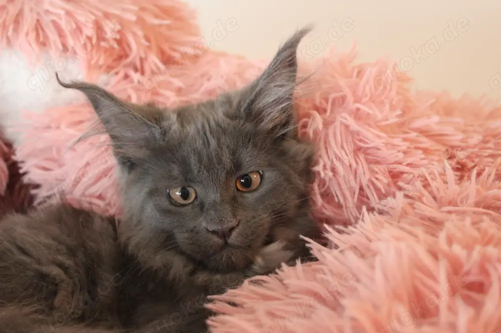 Maine Coon Kitten mit Stammbaum