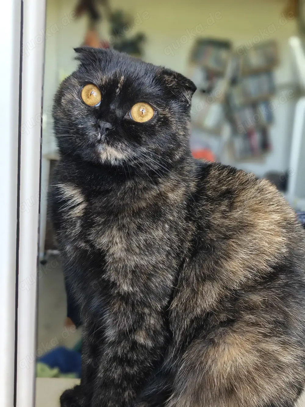 3 jährige traumkatze sucht ruhiges Zuhause 