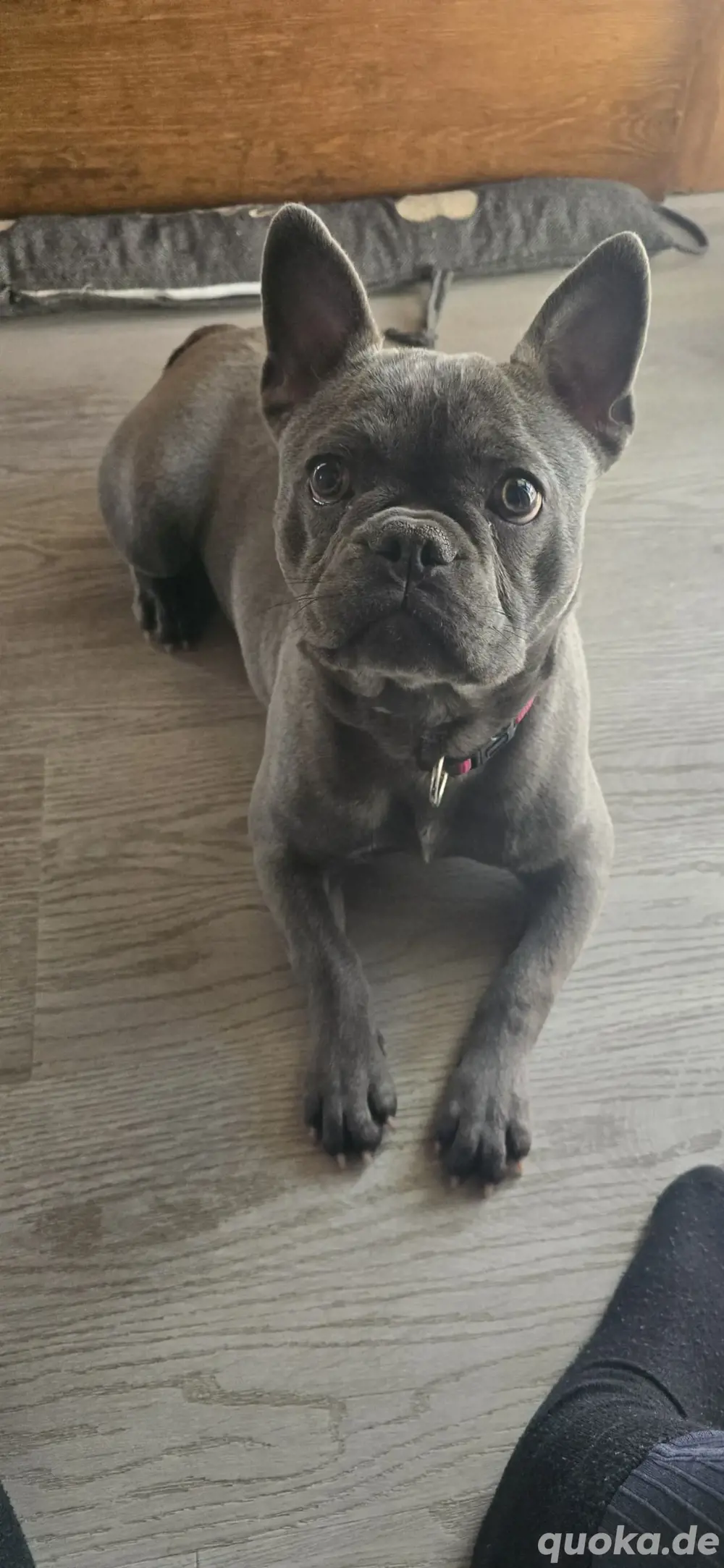 Französische Bulldogge 10 Monate jung Weibchen Französische Bulldogge 10 Monate jung Weibchen