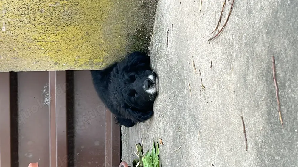 Hundewelpen aus dem Tierschutz
