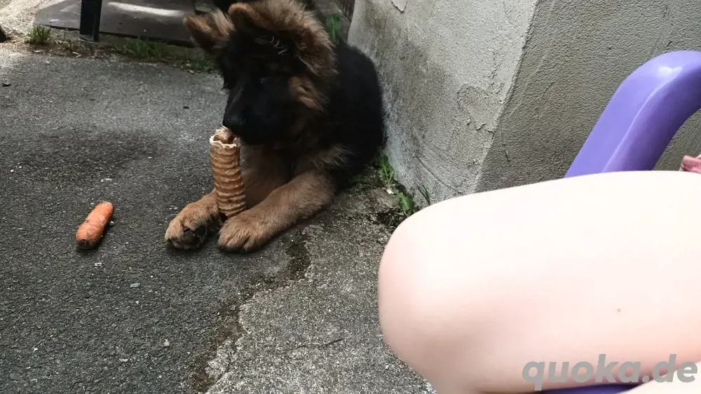 Wunderschöne Langstockhaar Schäferhündin abzugeben Wunderschöne Langstockhaar Schäferhündin abzugeben