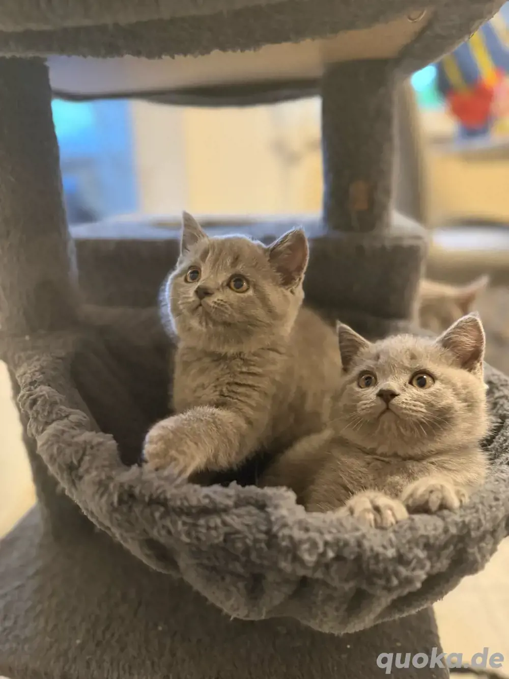 BKH Babykatzen Babykitten Kitten Katzen Kater 