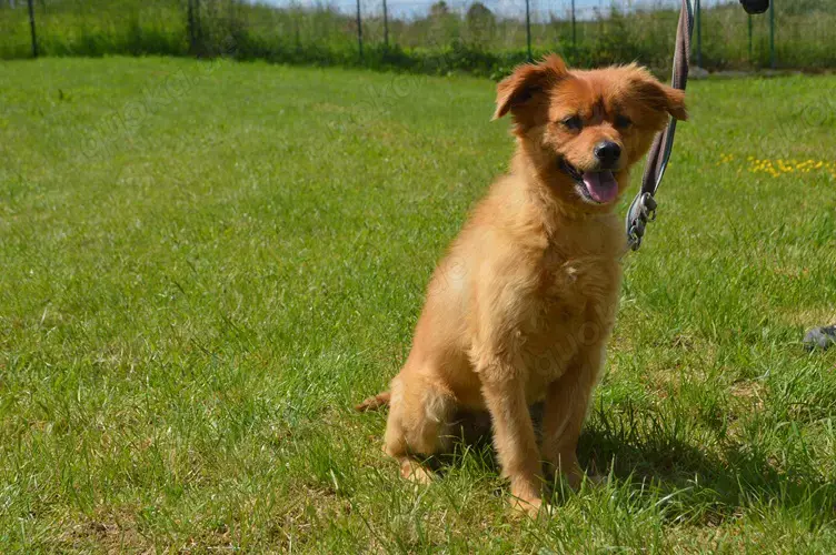 RISCHO, Spitz Sheltie Mischling (kastriert) SGB 175,00   