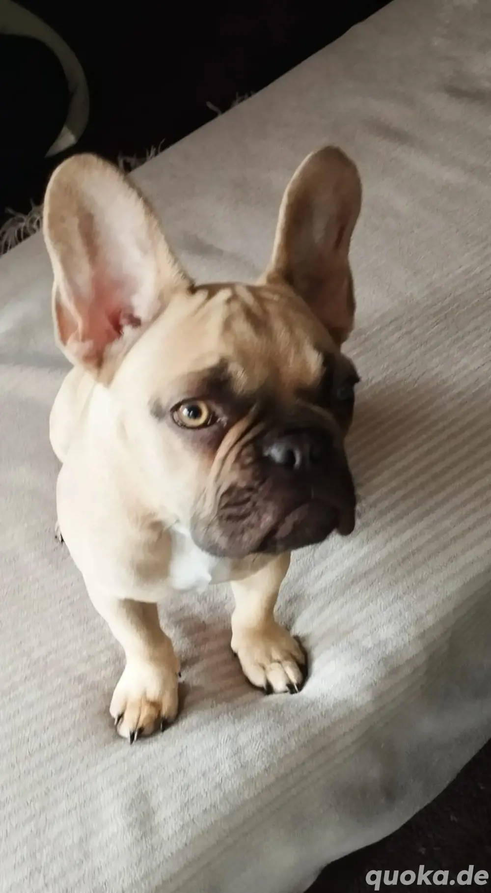 kleine französische bulldogge kleine französische bulldogge