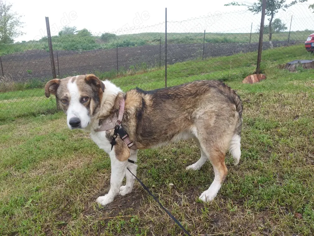 HARALD - wo findet er sein Glück? (wartet in Rumänien)