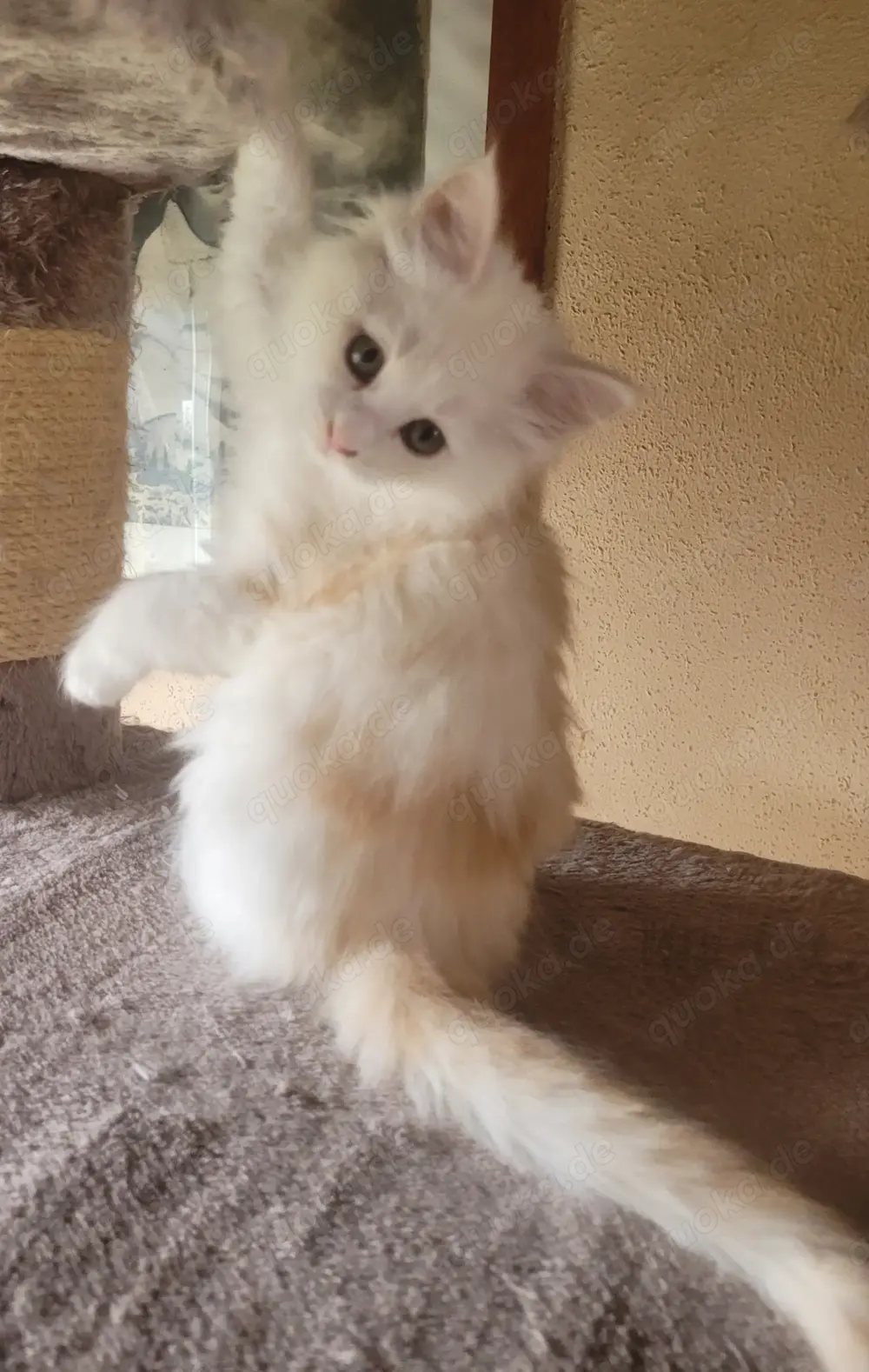 Maine Coon Kätzin sucht ihren Kuschelplatz auf Lebenszeit