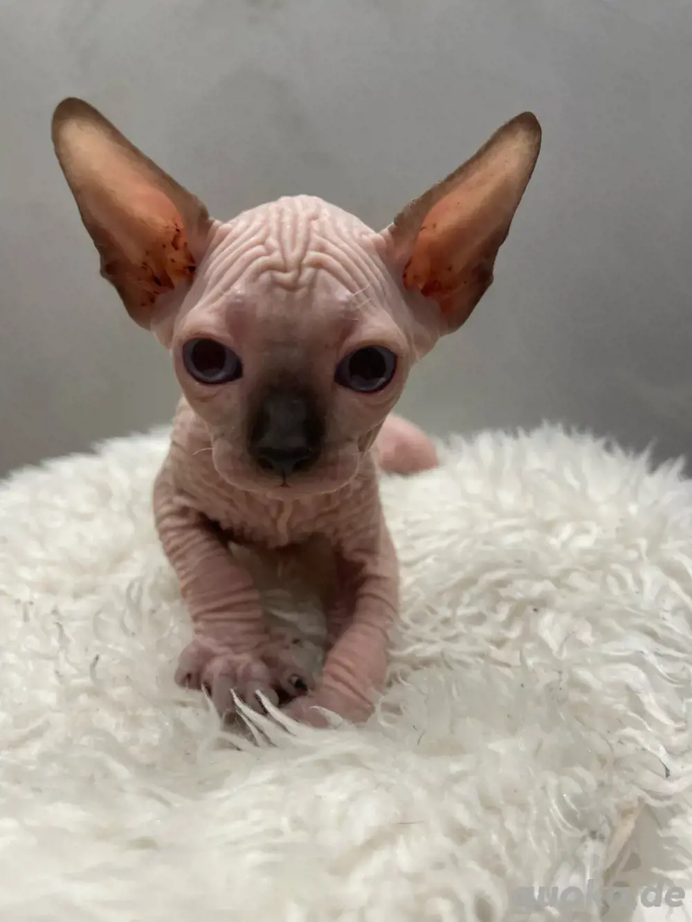 Kitten Sphynx Stammbaum weiblich 