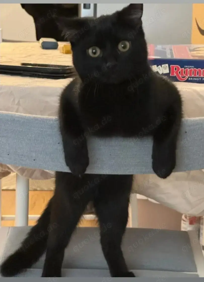 Hauskatze w zu verschenken 1 jahr alt
