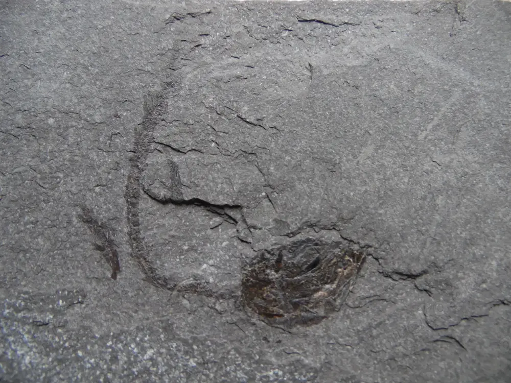 Fossilien Fisch Fischfossil