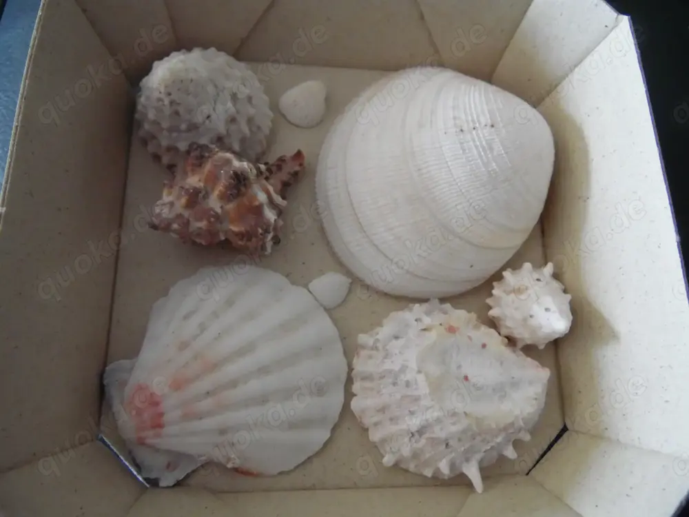 Muscheln Meeresschnecken