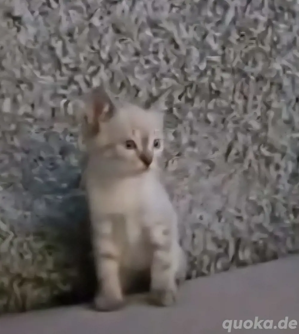 Siam Thai Kitten Siam Thai Kitten