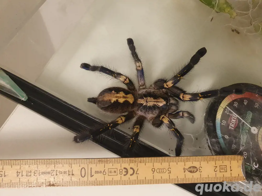Blaue Ornamentvogelspinne