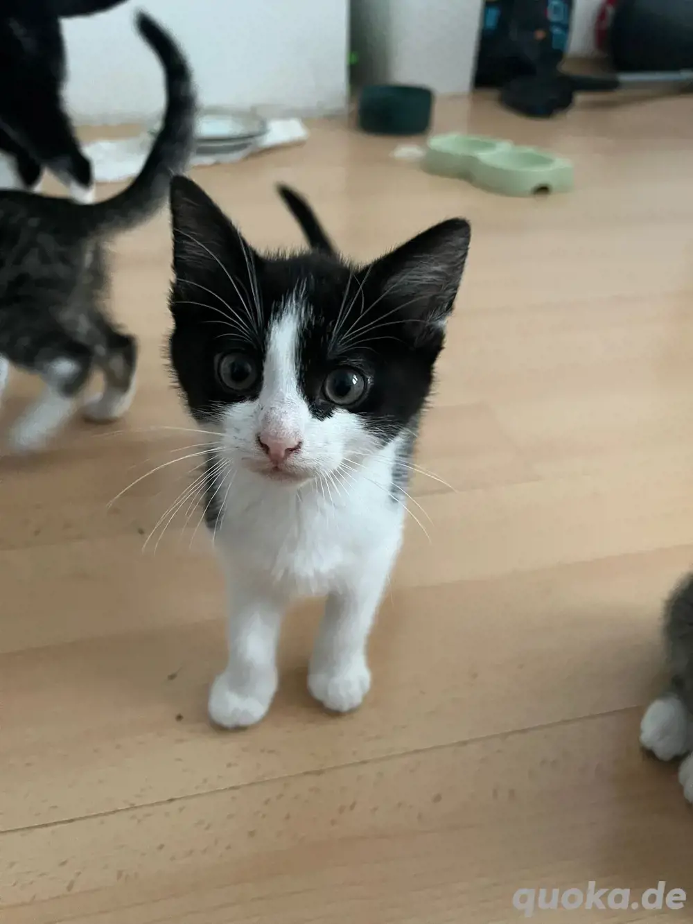 baby kitten baby kitten
