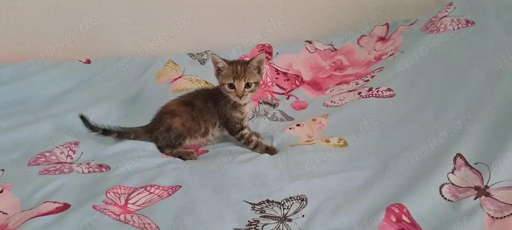 Katzenbaby " Arabella " Katzenbaby " Arabella "