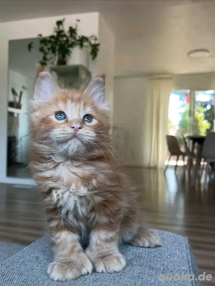 Maine-Coon-Kätzchen verfügbar.WhatsApp (15510055069)