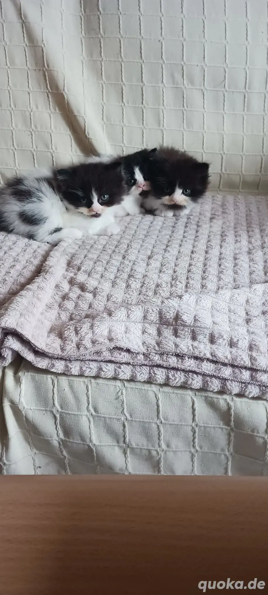 3 Persermix Kitten Dalmatiner 3 Persermix Kitten Dalmatiner