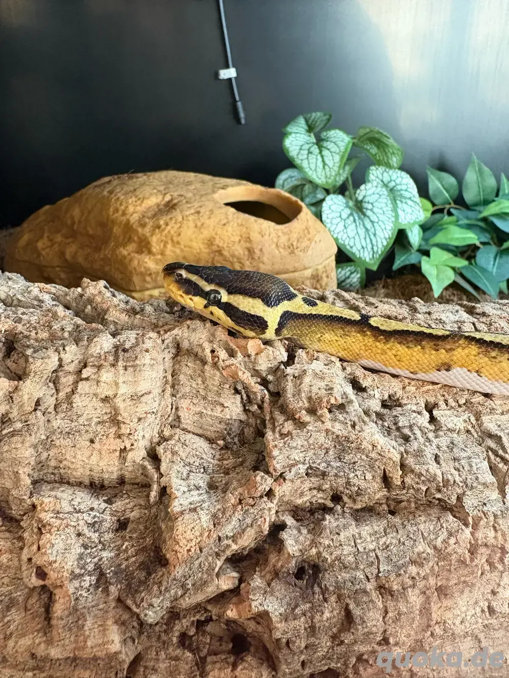 1,0 Pastel Piebald Königspython DNZ 23 