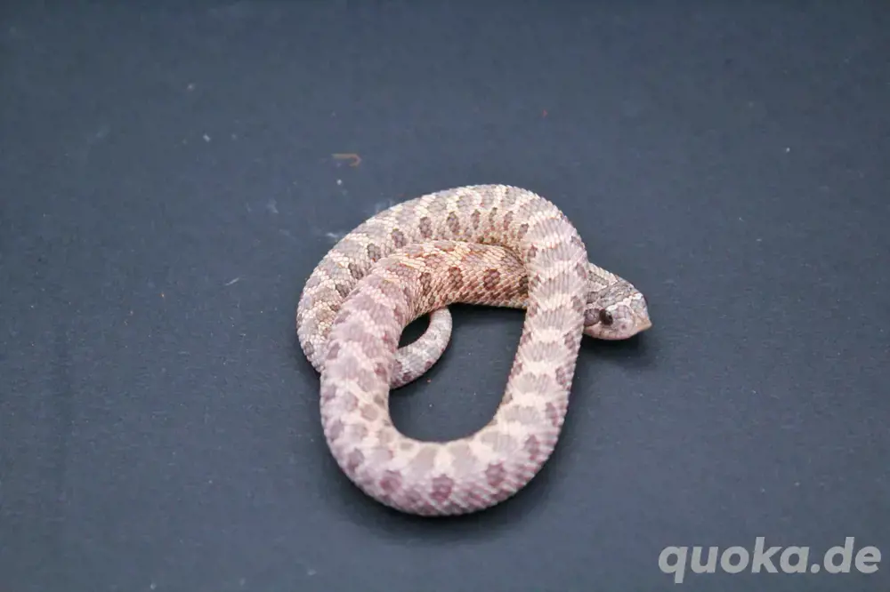 Lavender und het Lavender Hakennasennattern ( Heterodon Nasicus )