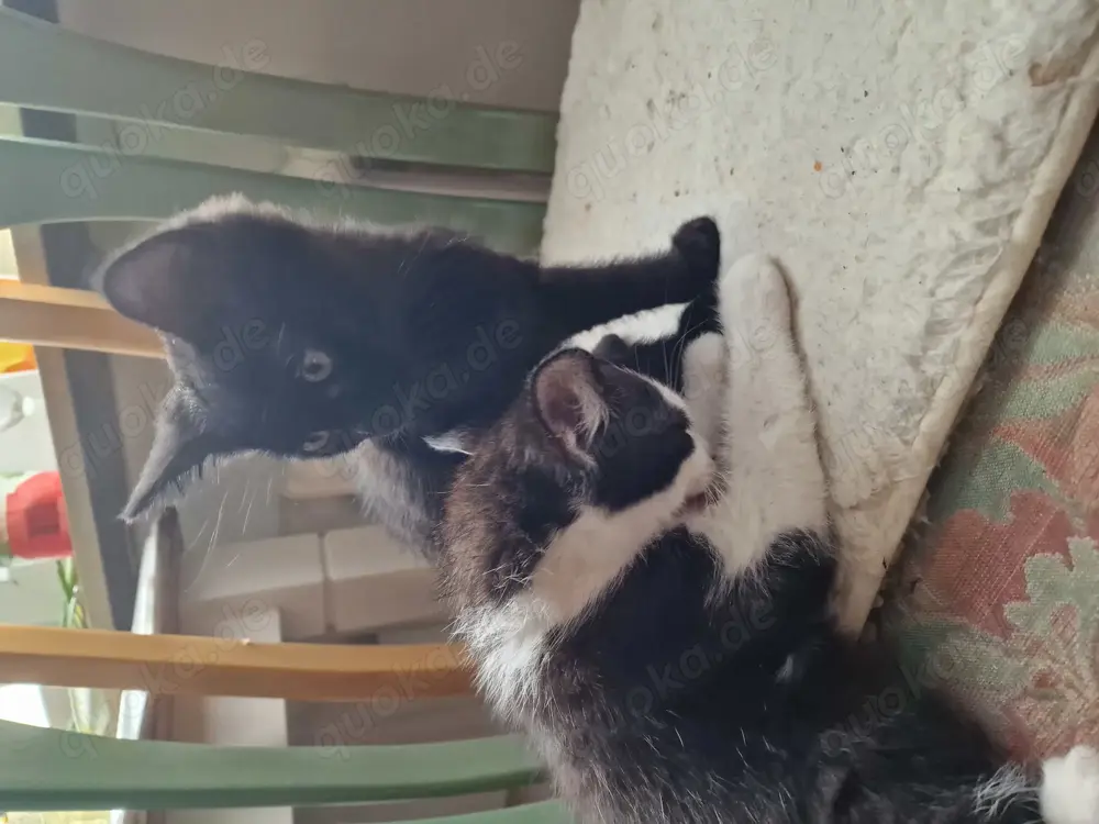 3 süße Kitten zum abgeben 3 süße Kitten zum abgeben