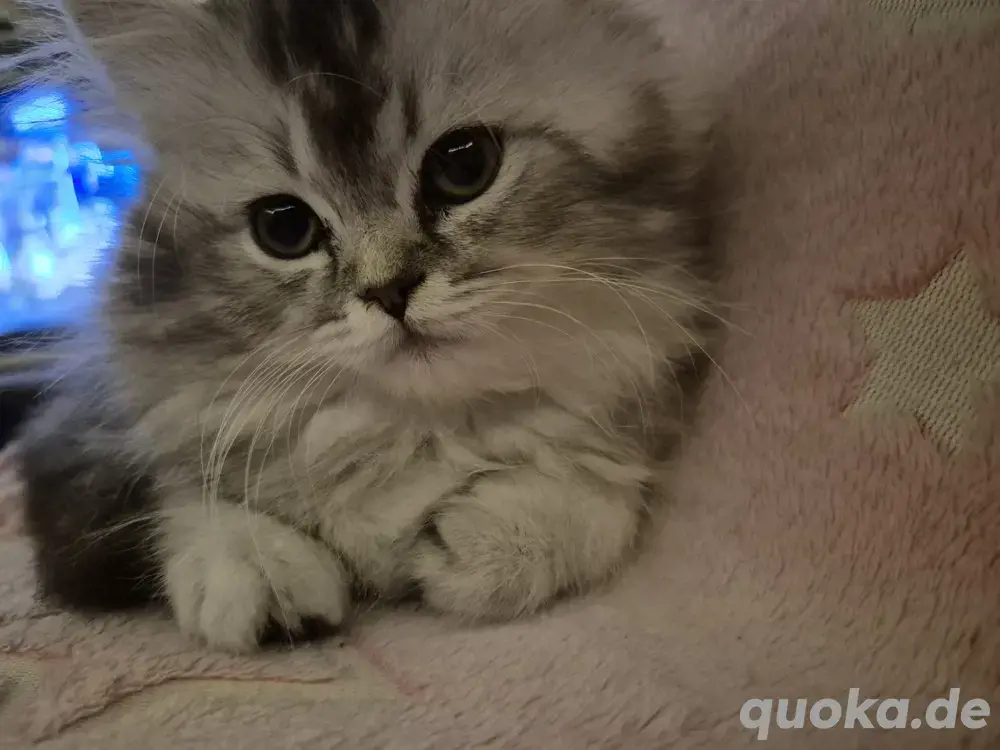 wunderschönes BKH   BLH Kitten