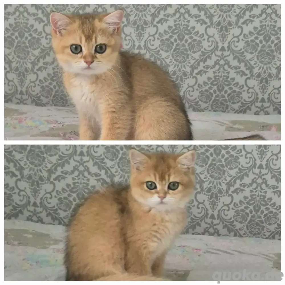 BKH Kitten 