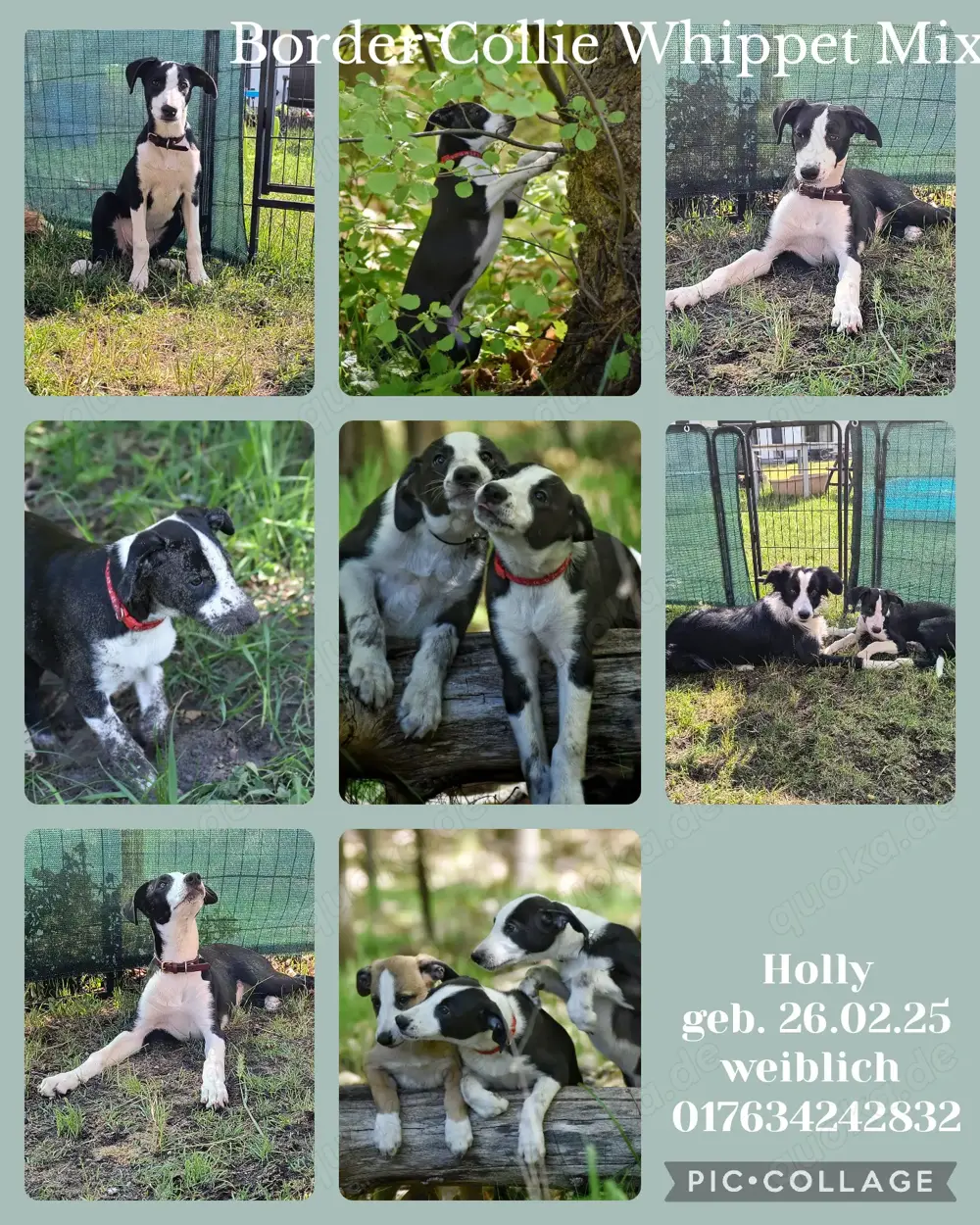 Border Collie Whippet Mix 