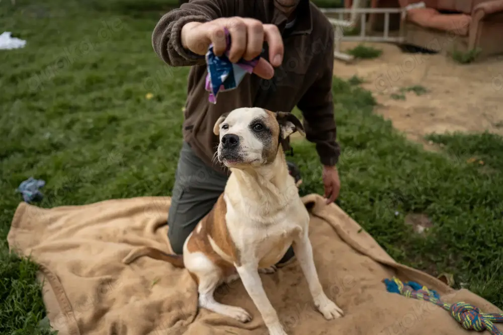 Miller, z.Zt. in Ungarn, ist unkompliziert, freundlich, verspielt und verträglich mit Hunden