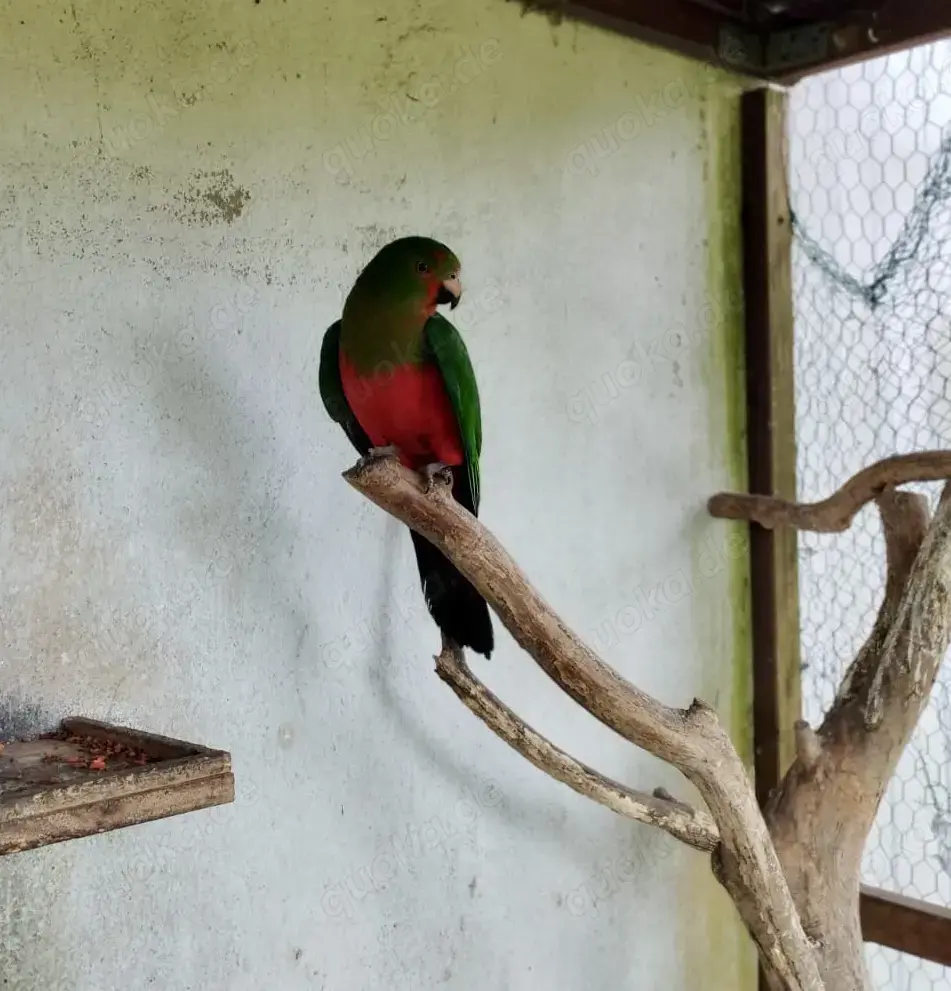 Königssittich, Mänchen