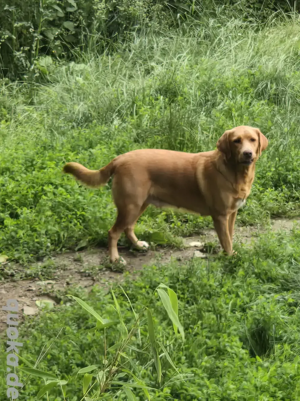 Aussiedor Hündin 3 jahre alt. Aussiedor Hündin 3 jahre alt.