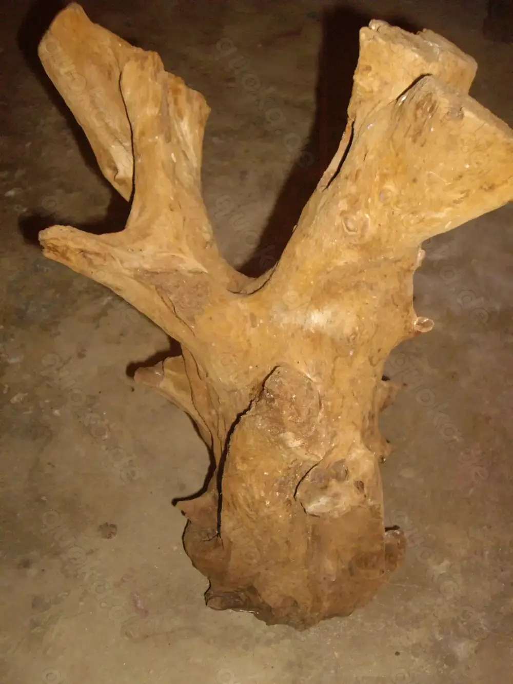 Holzwurzeln. Terraristik.