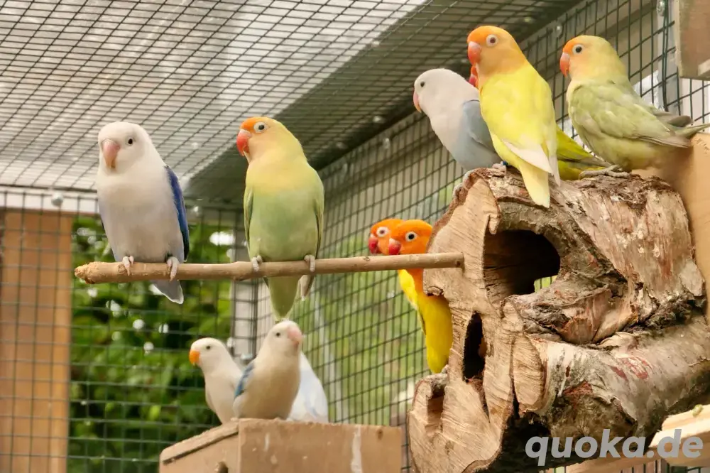 diverse opalin dilute pfirchköpfchen yellowface blau grün