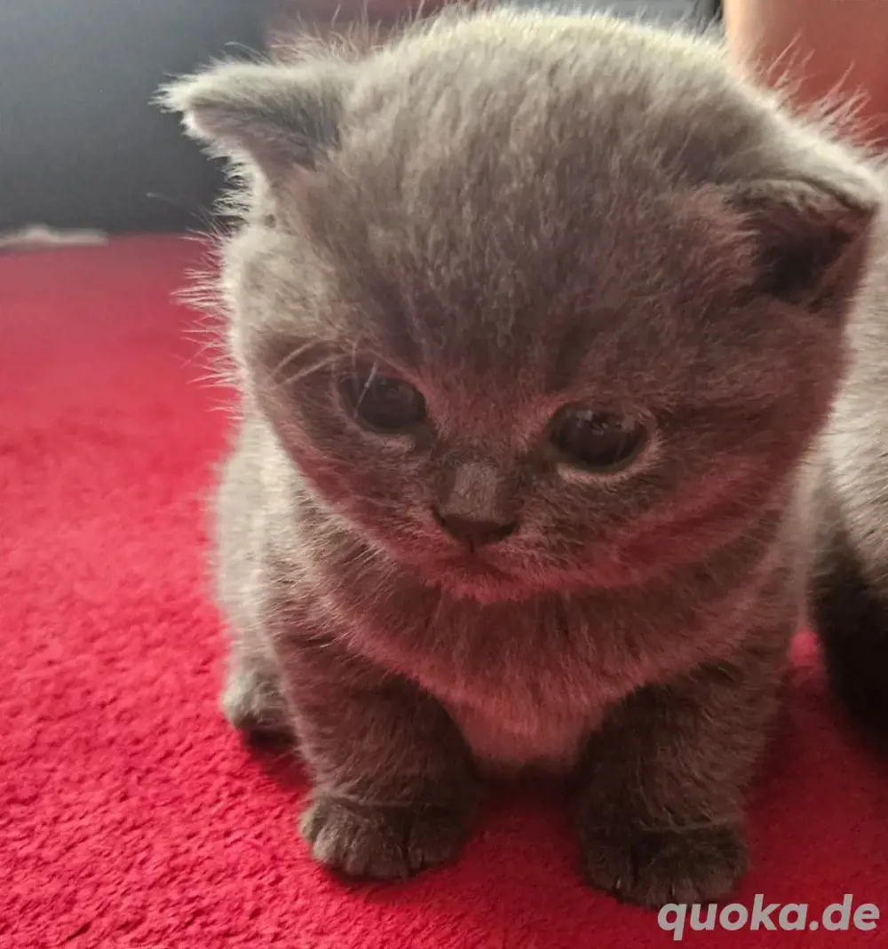 Bkh Kitten 