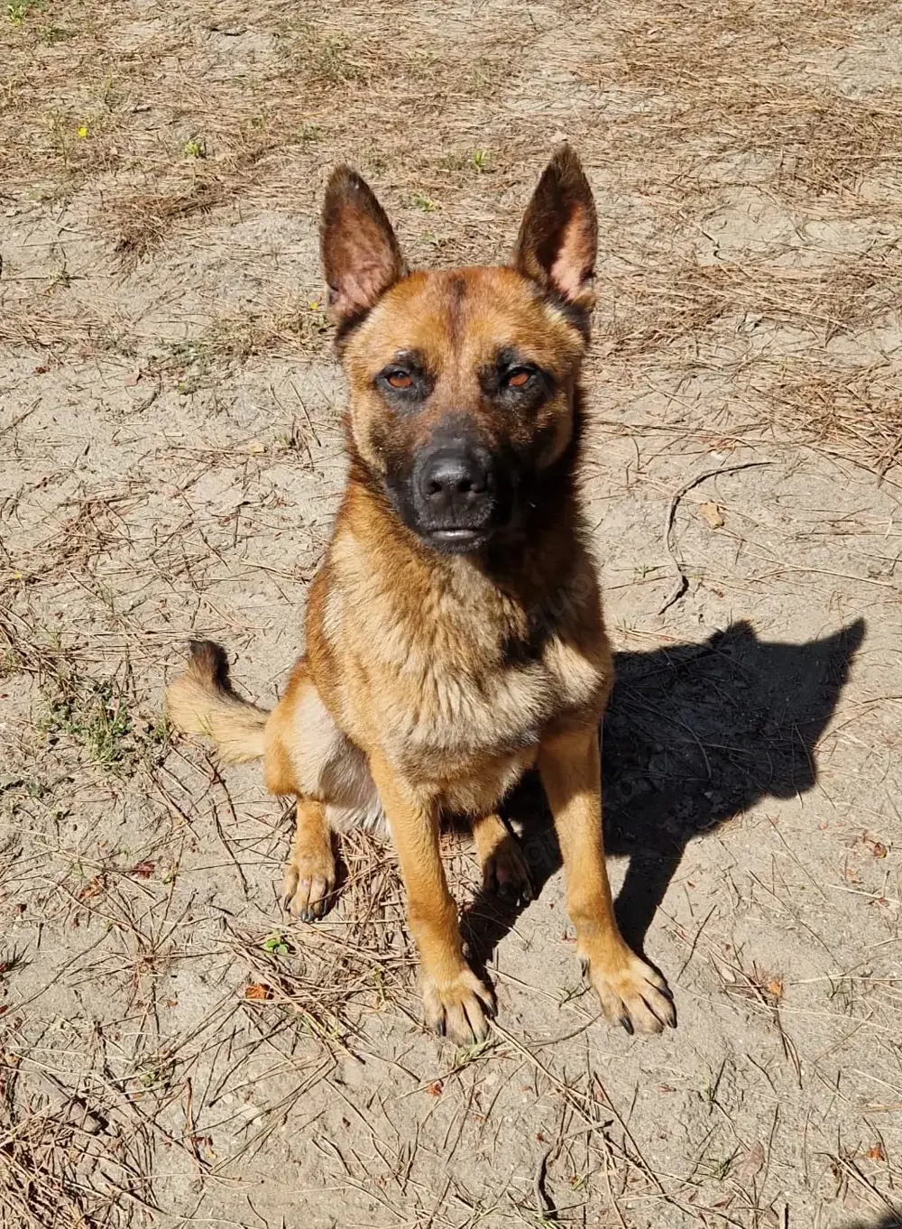 Fritz - anhänglicher Schatz sucht nun ein richtiges Zuhause