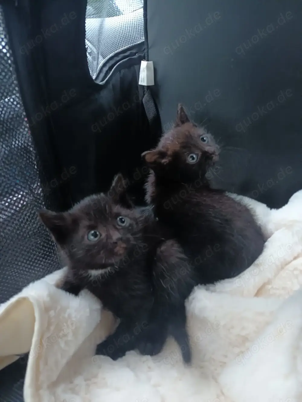 Katze in ein paar Wochen abzugeben