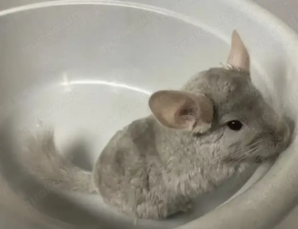 Chinchilla Bock, grau Chinchilla Bock, grau