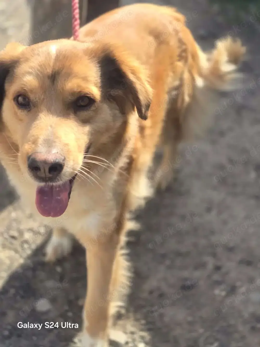Goldi Mix Bub   BAILEY   ist ein großer Schatz