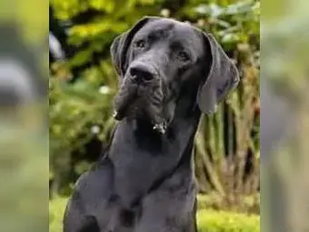 Deutsche Dogge Deckrüde