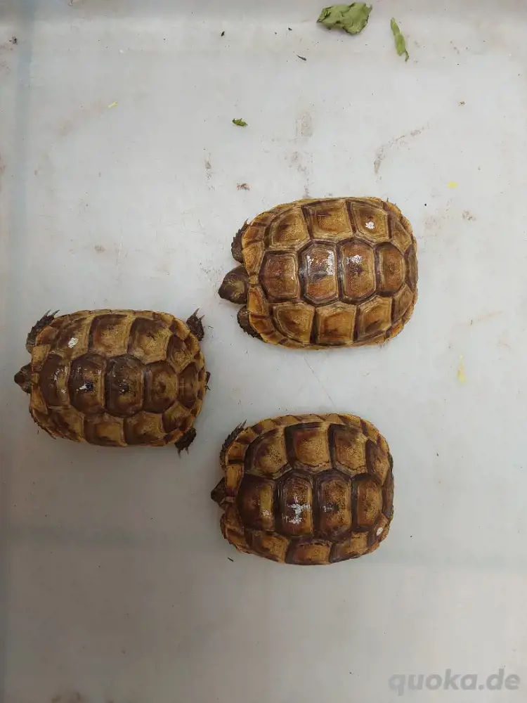 Maurische Landschilkröten  2024 