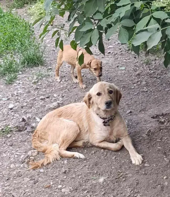 Mary sucht ein Zuhause für immer